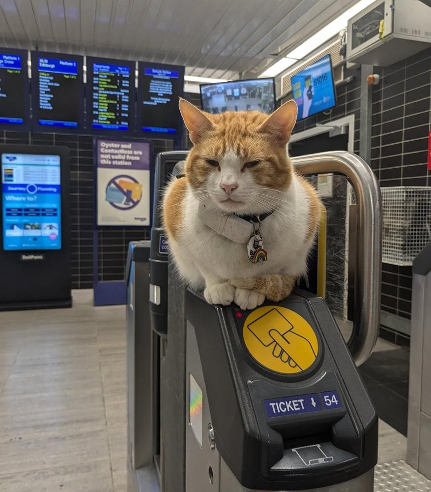 許多乘客每天上下班都能見到Nala。(FB)