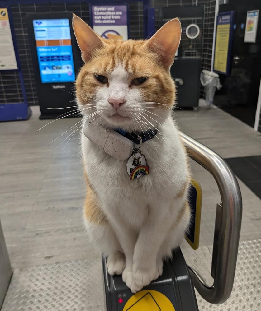 網民:Nala為悶悶不樂的上班族帶來笑容。(FB)