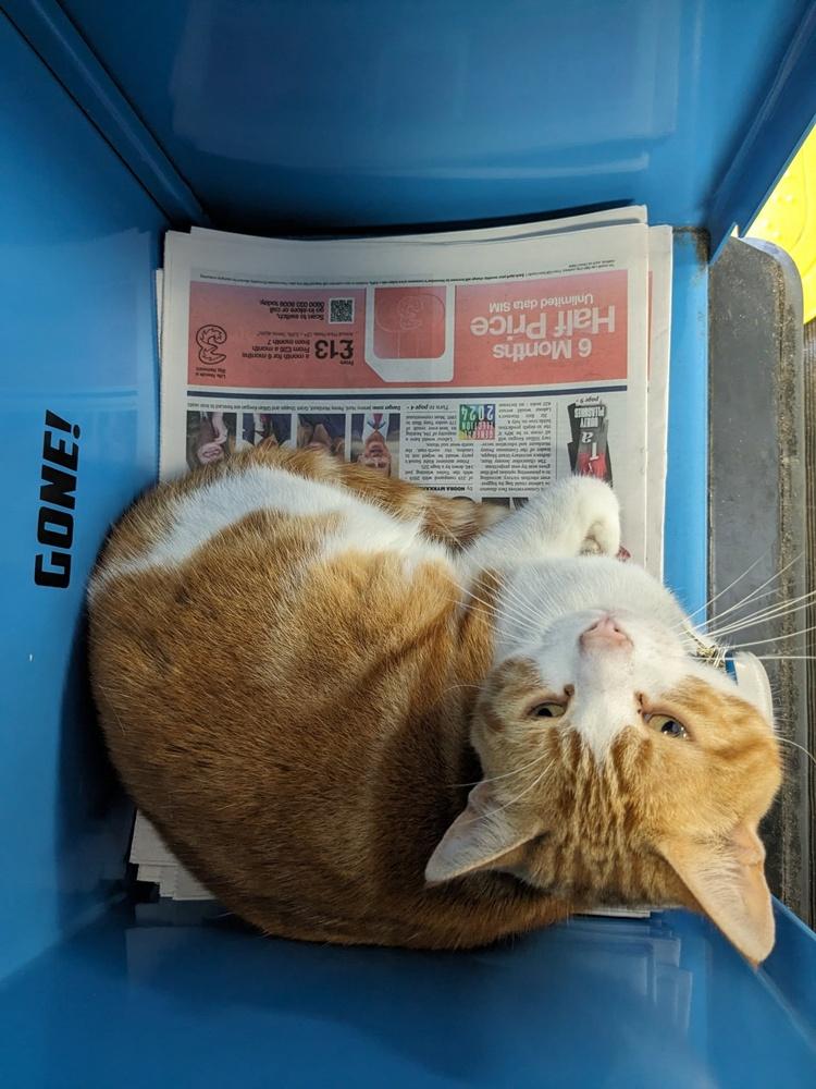 許多乘客每天上下班都能見到Nala。(FB)