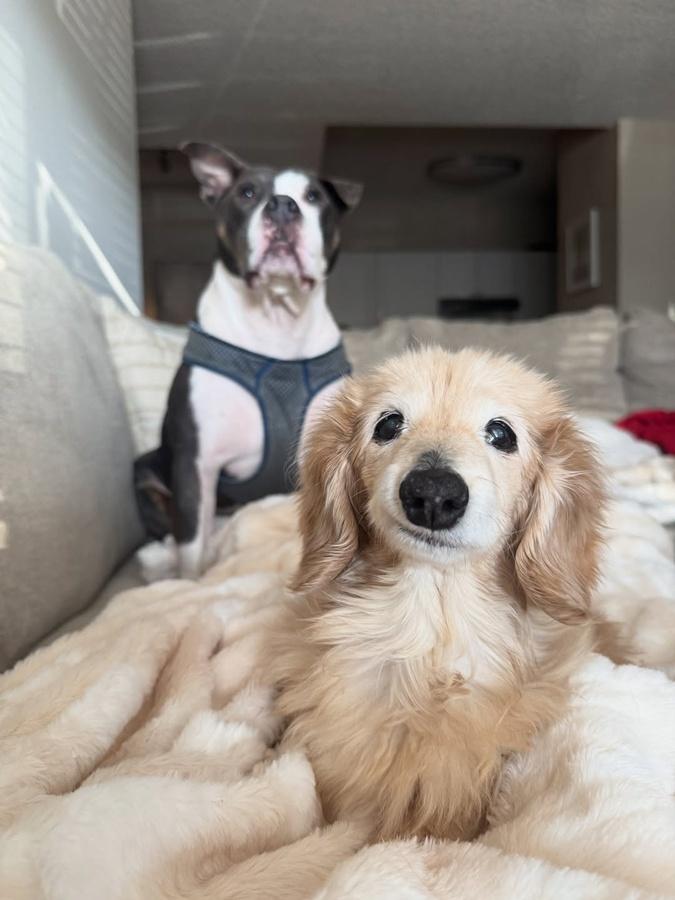 Bella與牠的夥伴Buddy。(IG)