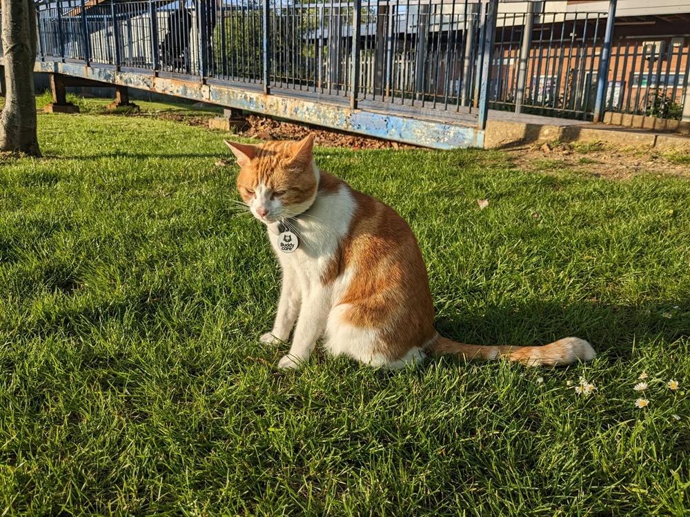 年僅6歲的Nala以冒險精神著稱。(FB)