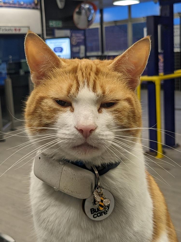 Natasha幫Nala戴上GPS追蹤器,以及印有名字及聯絡方式的頸圈,以確保牠冒險期間的安全。(FB)