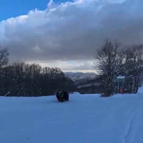 一隻黑熊突然闖進滑道,並追趕黑木誠試圖攻擊他。(IG)