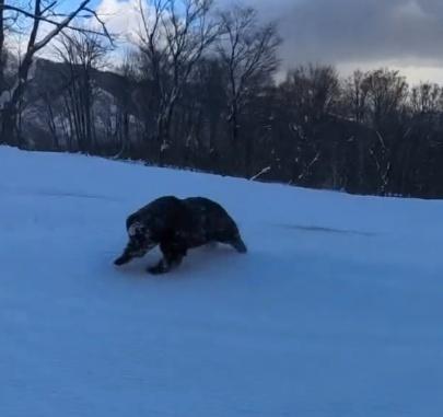 一隻黑熊突然闖進滑道,並追趕黑木誠試圖攻擊他。(IG)