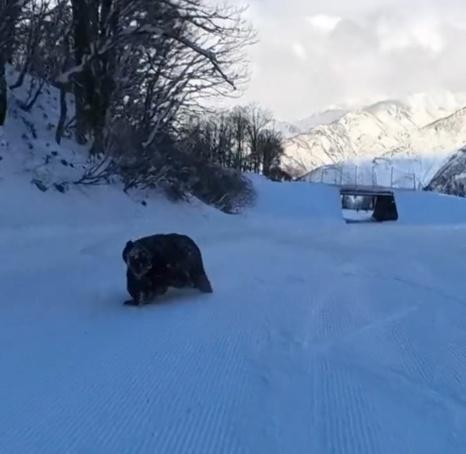 幸好牠追不上黑木誠,最終放棄躲回樹叢。(IG)