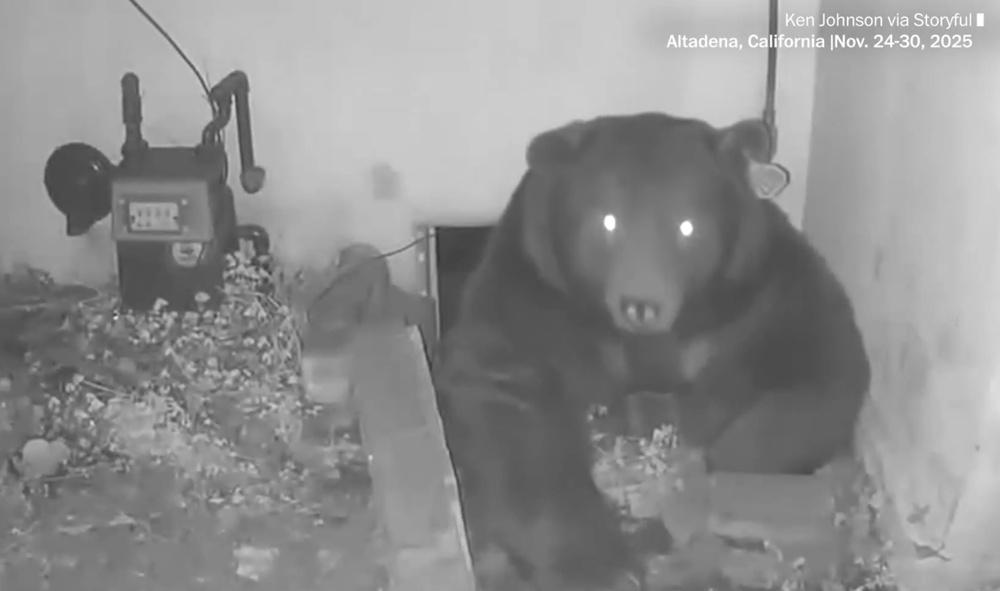 黑熊自11月30日以來佔據著Ken Johnson住所下方的地窖。(X)