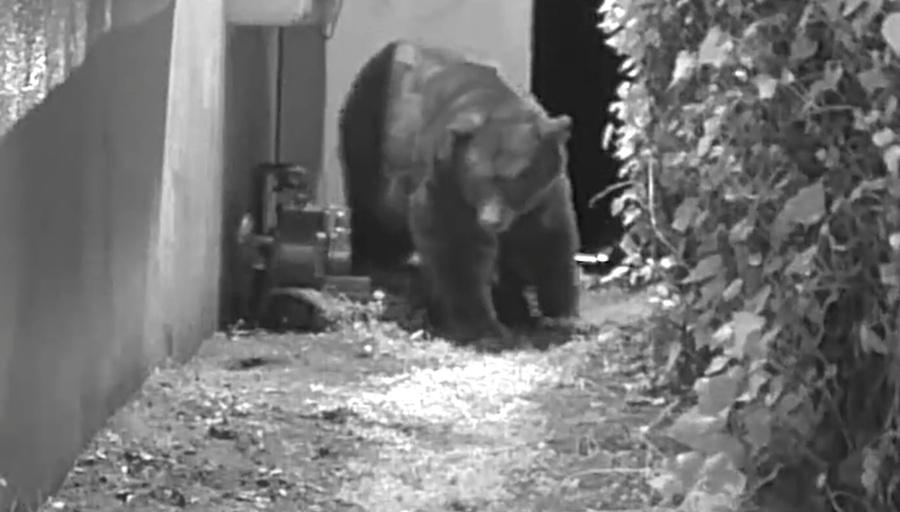 Ken無奈地表示:「我能聽到塑料被牠撕碎的聲音。清晨5時,熊的低吼和躁動聲就準時響起,將我驚醒。」(X)