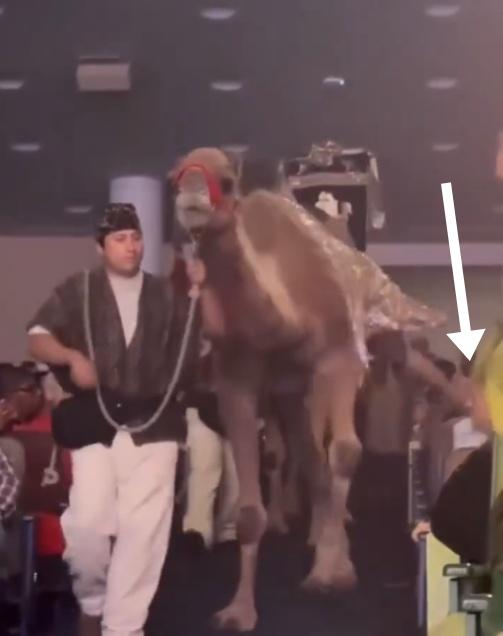 駱駝突然伸出左腳,狠狠踢中一名女觀眾的臉,導致該女子當場昏迷。(X)