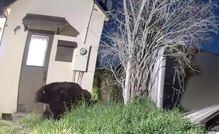 黑熊自11月30日以來佔據著Ken Johnson住所下方的地窖。(X)