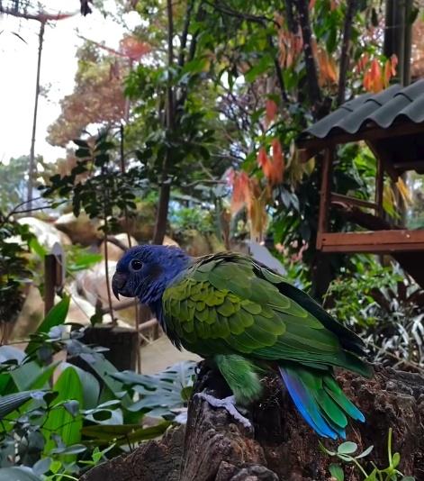一隻藍頭鸚鵡受驚,撞到鳥舍裡的建築物,頭部嚴重受創當場死亡。(IG)