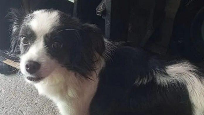 陪伴家人9年的寵物犬Lacy被煙火聲嚇到跳出8樓窗戶死亡。(X)