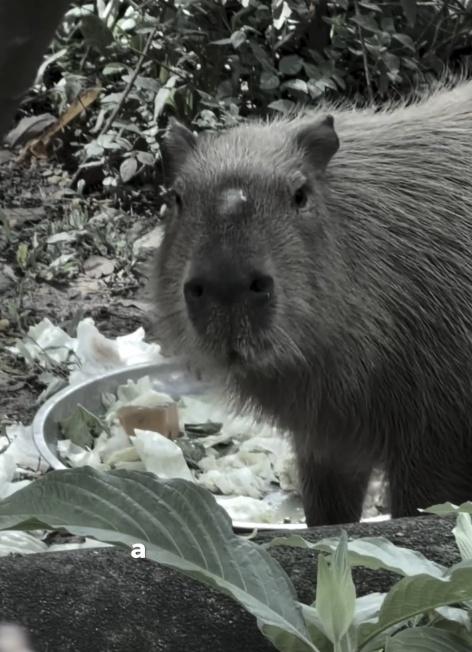 懷孕水豚被煙火嚇致流產,一屍兩命。(IG)