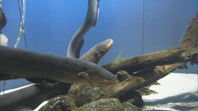 水缸裡共有3條電鰻。(X)