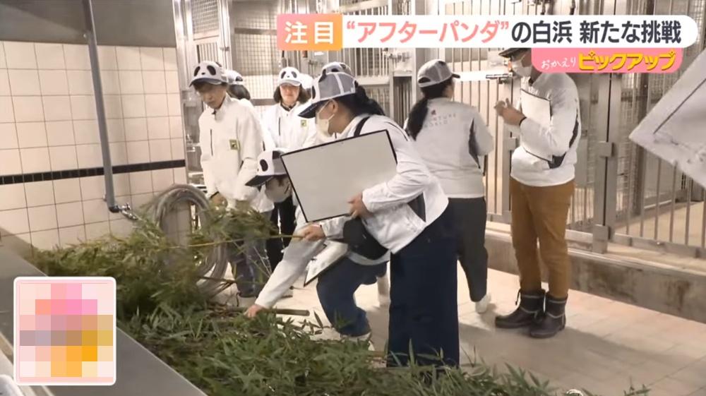 參加者可以嘗試替熊貓選擇最適合食用的竹葉,還要思考如何擺放位置。(YouTube)