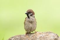 樹麻雀成鳥。(香港觀鳥會提供)