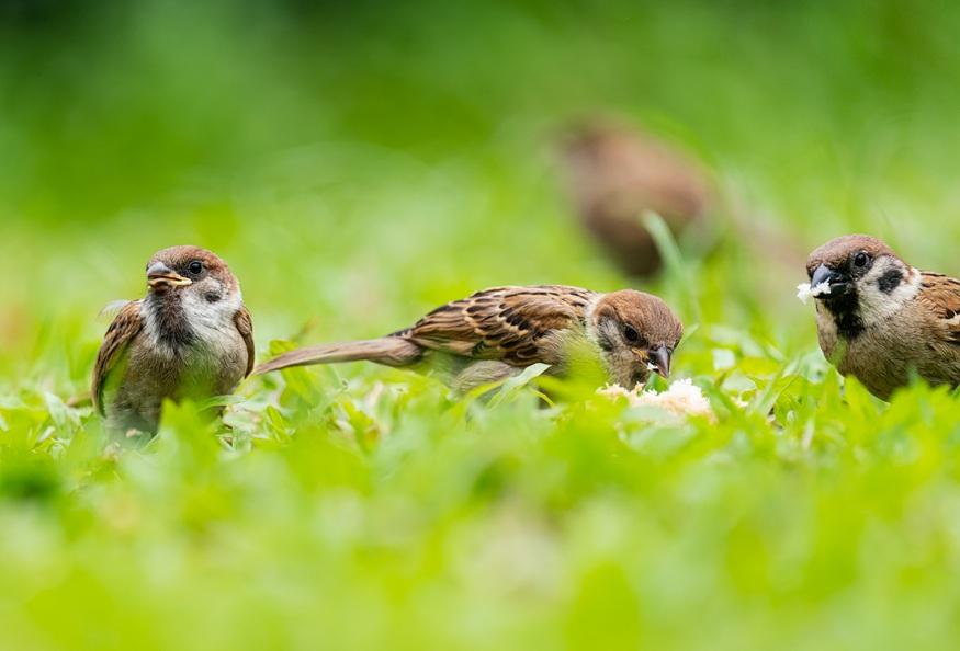 樹麻雀覓食。(香港觀鳥會提供)