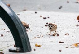樹麻雀。(香港觀鳥會提供)