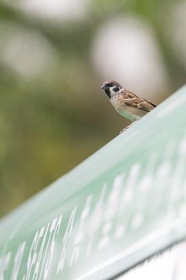 樹麻雀。(香港觀鳥會提供)