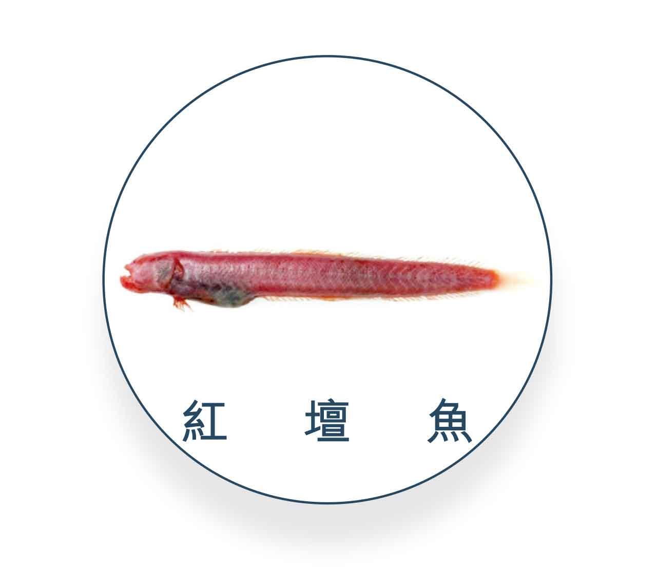 紅壇魚