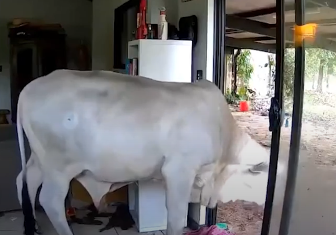 主人出外用餐狗狗打開客廳門 引馬牛入室(有片)