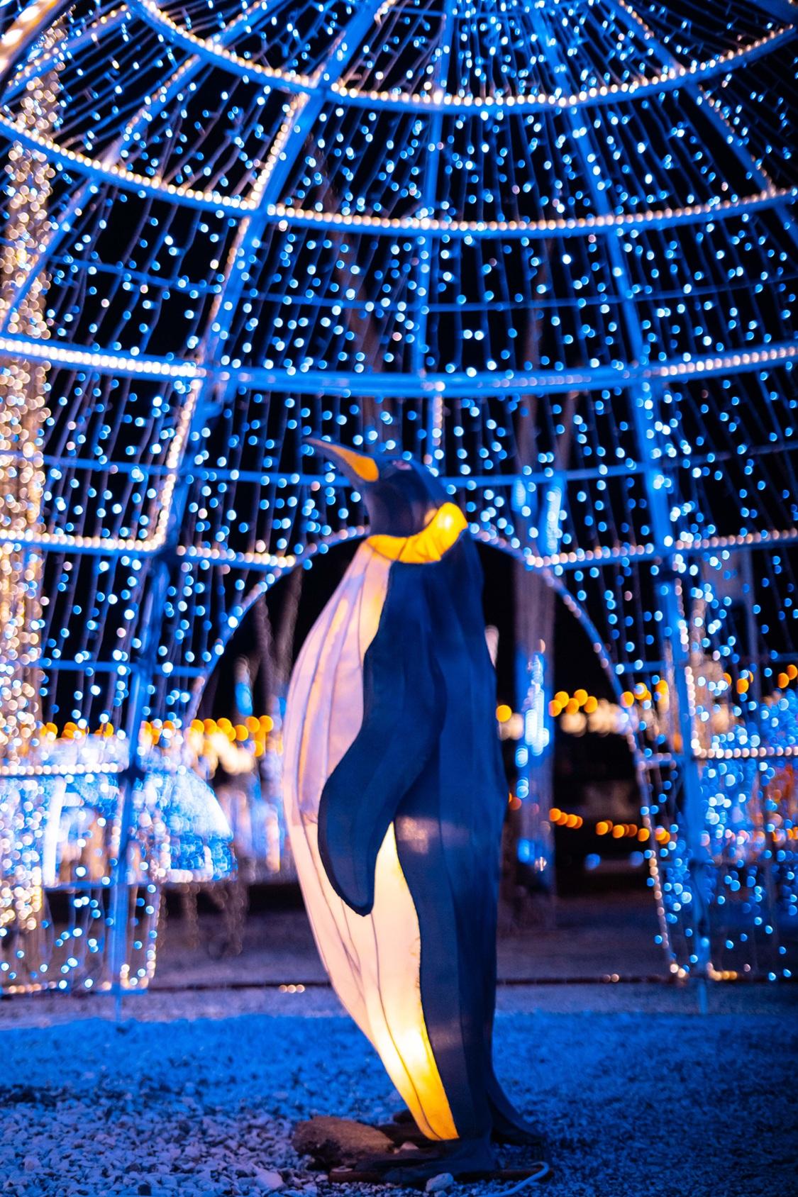 在「極光無盡」可欣賞到小企鵝在鯨魚身旁悠然踱步。