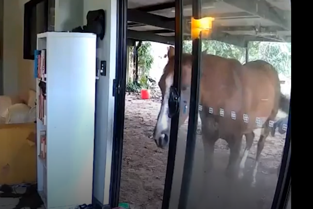 主人出外用餐狗狗打開客廳門 引馬牛入室(有片)