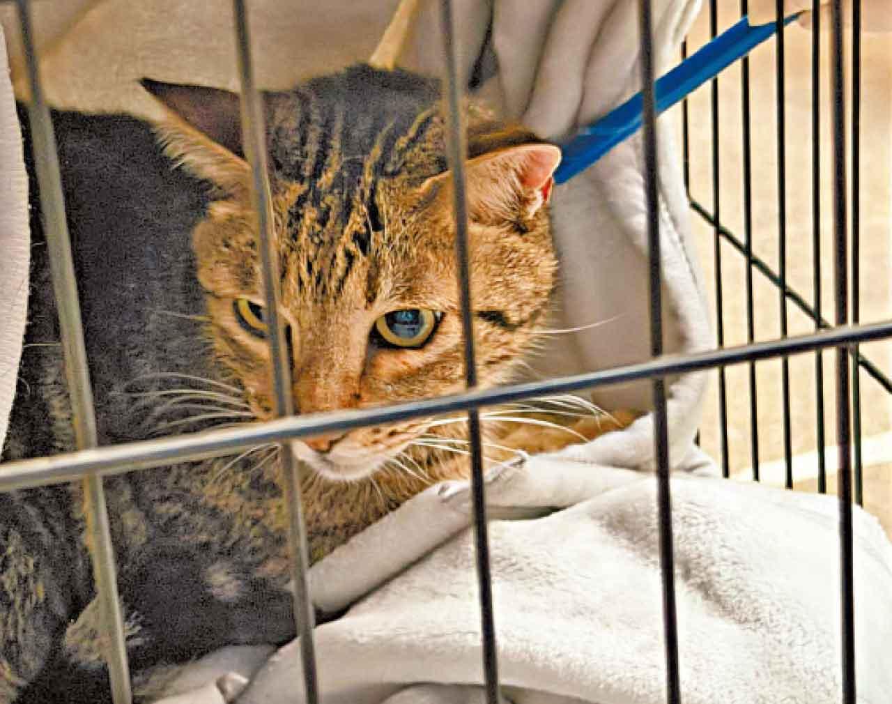 貓兒疑斷糧多日。