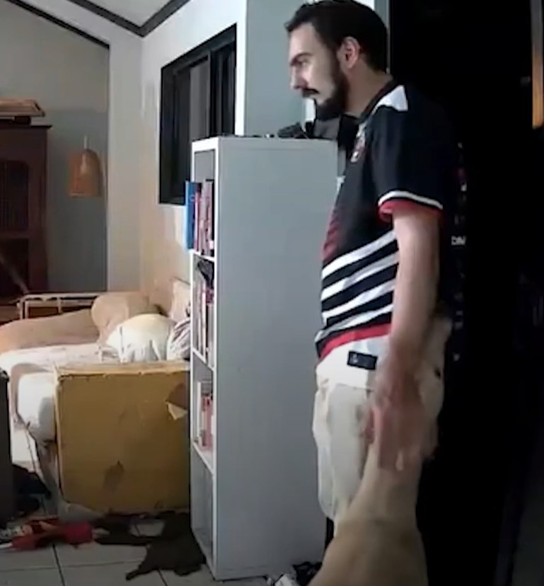 主人出外用餐狗狗打開客廳門 引馬牛入室(有片)