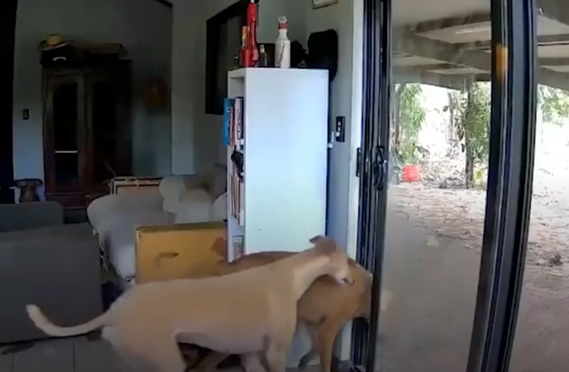 主人出外用餐狗狗打開客廳門 引馬牛入室(有片)