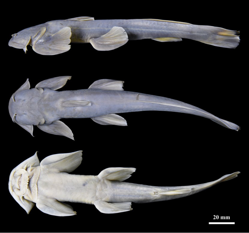 西藏發現的新物種「疣葉鑿齒鮡」。(西藏日報)