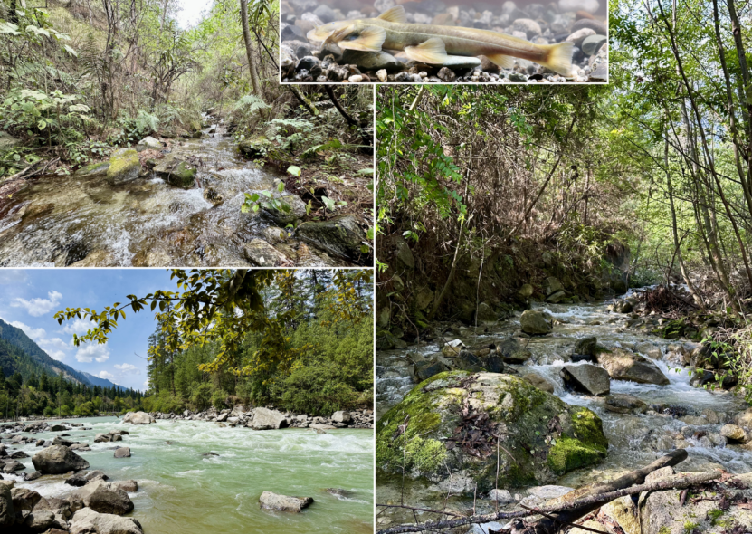疣葉鑿齒鮡」隸屬於鑿齒鮡屬,目前已知僅有3個有效物種,新魚種分布範圍僅限於喜馬拉雅東南緣的察隅河流域,顯示出極高的地域特有性。。(西藏日報)