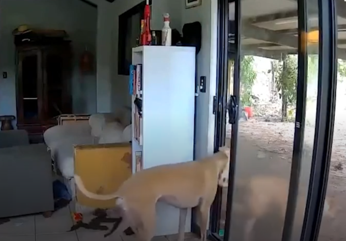 主人出外用餐狗狗打開客廳門 引馬牛入室(有片)