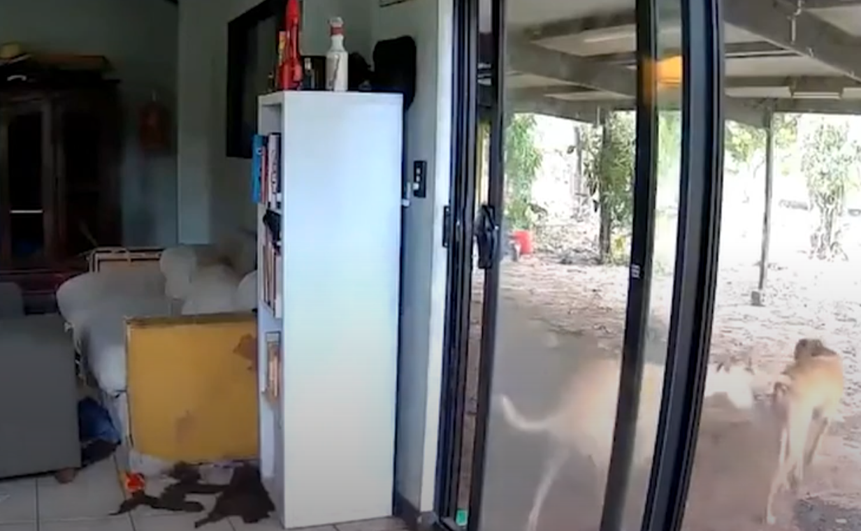 主人出外用餐狗狗打開客廳門 引馬牛入室(有片)