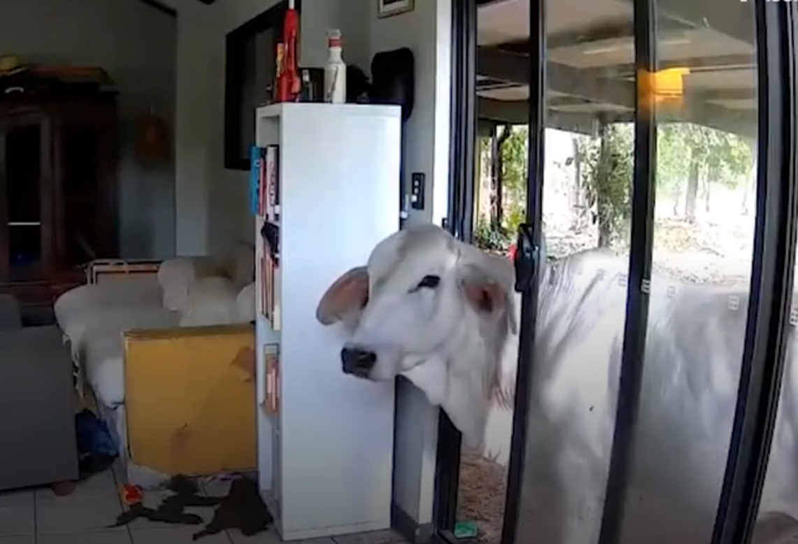 主人出外用餐狗狗打開客廳門 引馬牛入室(有片)