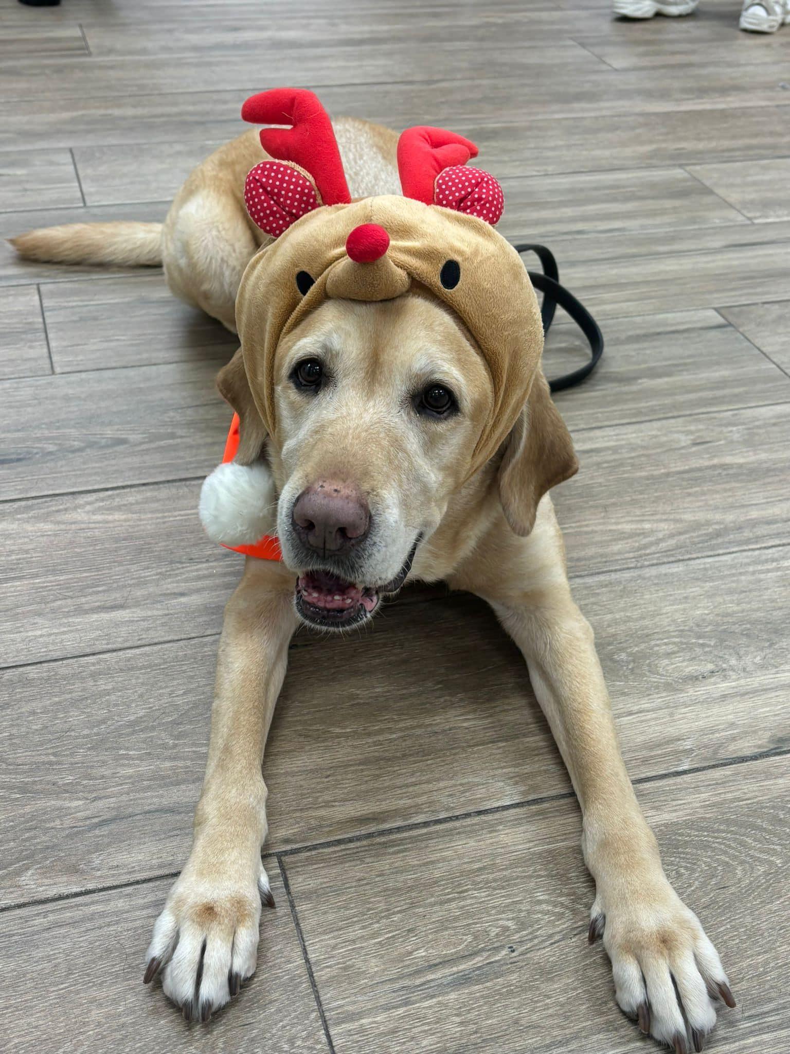 參加者可認識導盲犬/輔助治療犬的工作及訓練。(香港導盲犬協會FB圖片)
