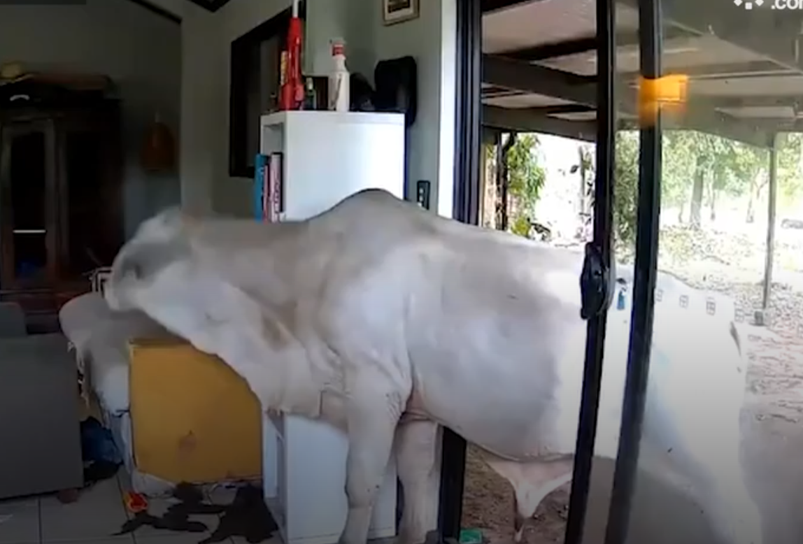 主人出外用餐狗狗打開客廳門 引馬牛入室(有片)