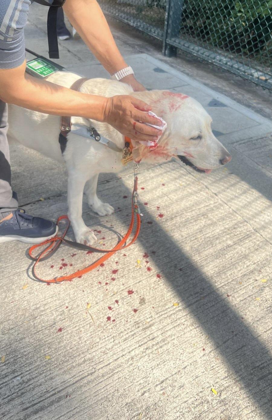坦仔突遭一隻白色柴犬咬傷,被咬甩耳朵一塊肉。(Threads)