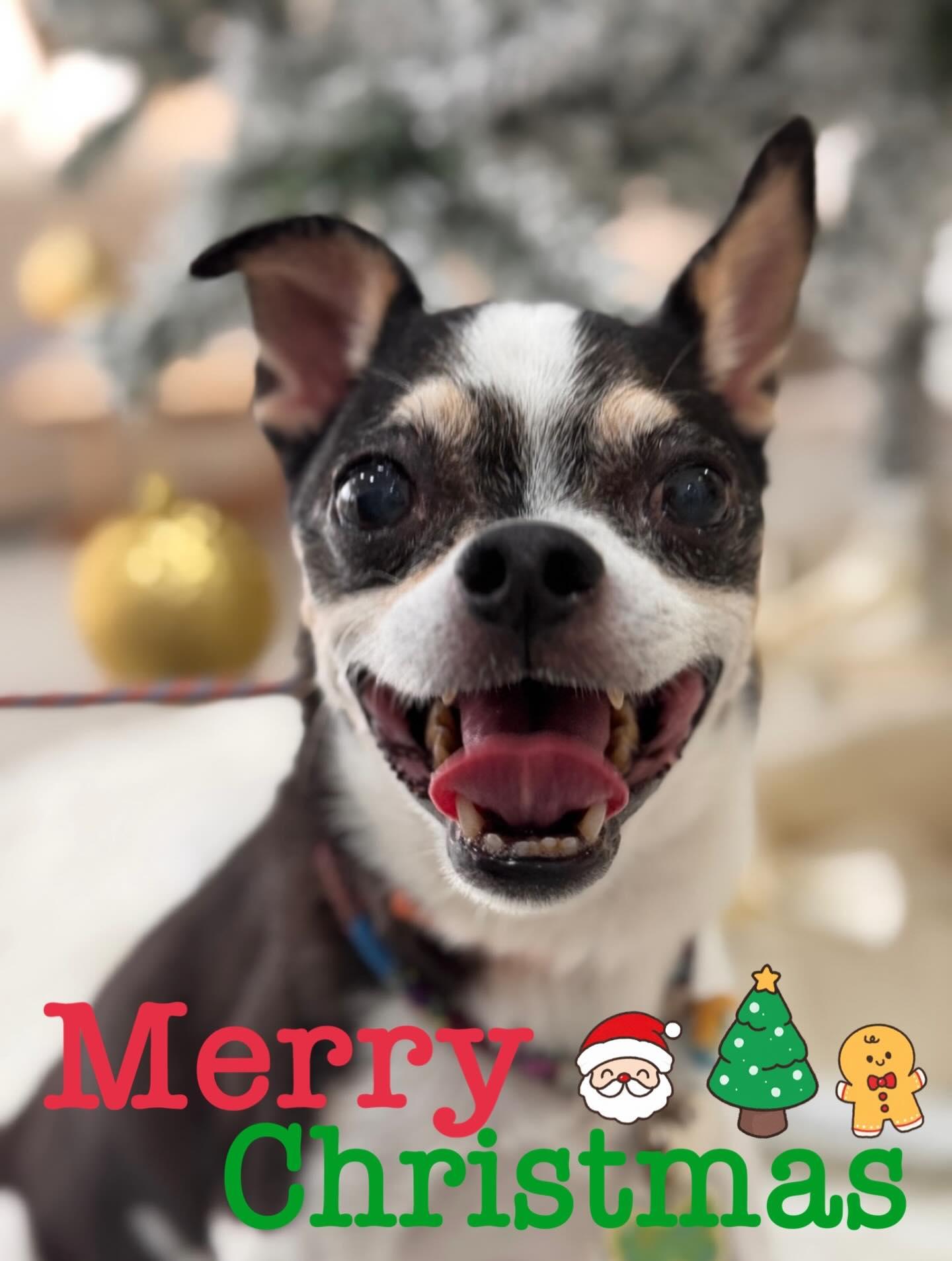 阮小儀上載13歲愛犬近照。