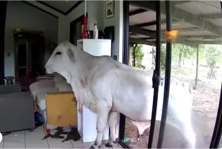 主人出外用餐狗狗打開客廳門 引馬牛入室(有片)
