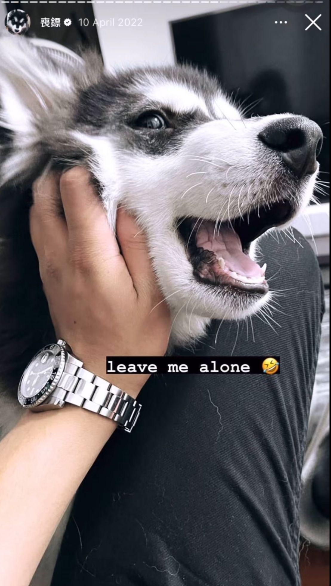 Kai Cheung被屈虐狗即發文回應。