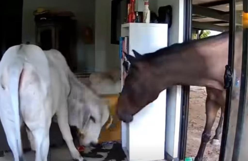 主人出外用餐狗狗打開客廳門 引馬牛入室(有片)
