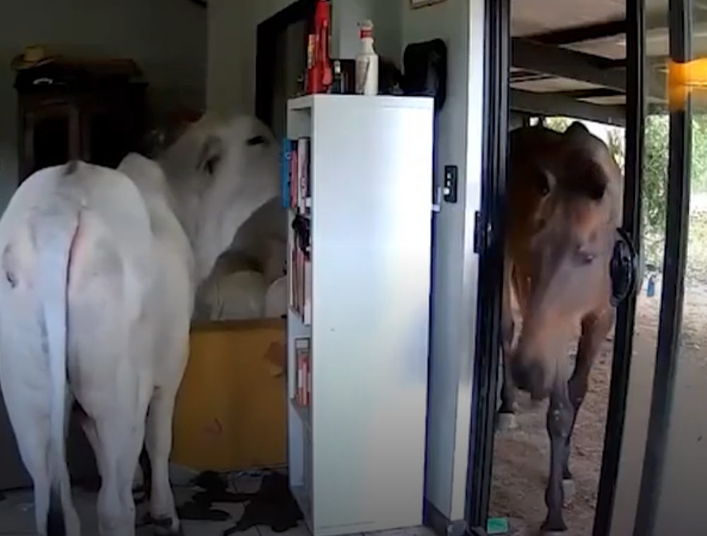 主人出外用餐狗狗打開客廳門 引馬牛入室(有片)