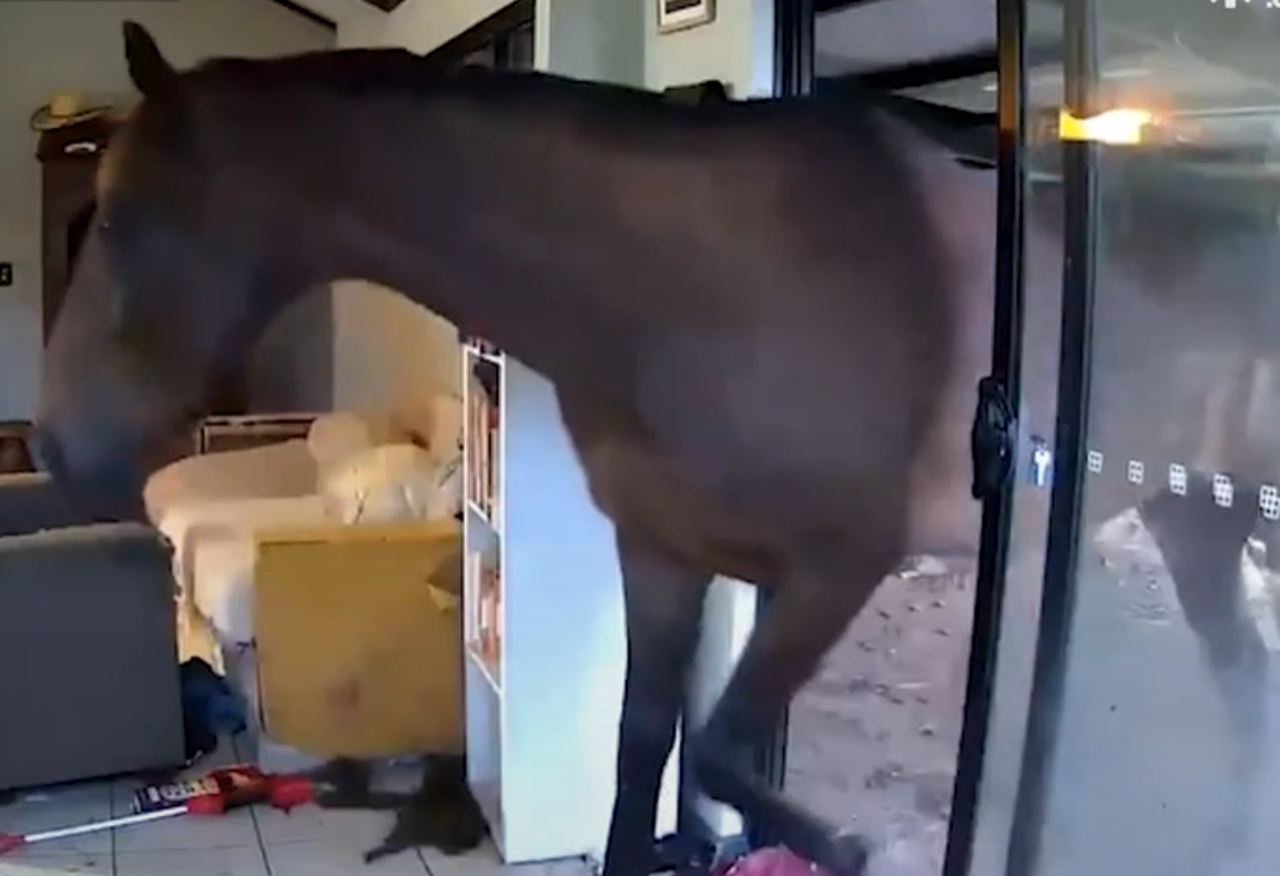 主人出外用餐狗狗打開客廳門 引馬牛入室(有片)