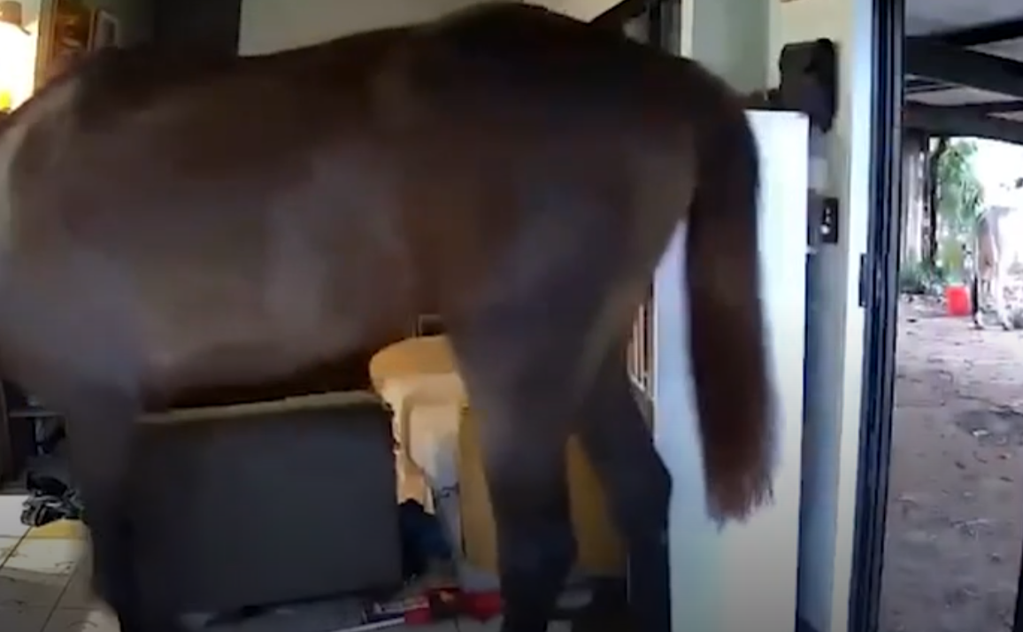 主人出外用餐狗狗打開客廳門 引馬牛入室(有片)