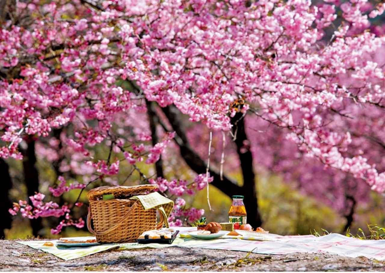 2026武陵農場櫻花季 棲蘭達觀三日.北橫賞櫻勝地