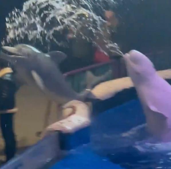 白鯨跳出水面向吸煙男子噴水,水量不少。