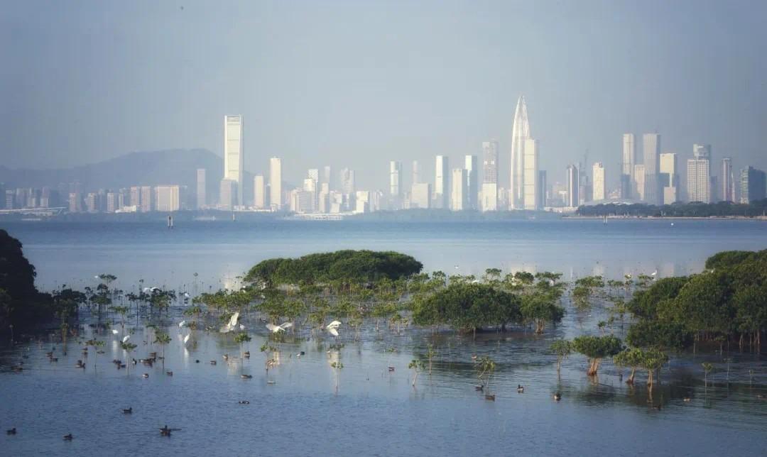 深圳內伶仃島位處深圳、珠海、香港和澳門之間,被喻為吸納污染、淨化空氣,調節氣候的綠肺。(圖片來源:內伶仃福田自然保護區公眾號)