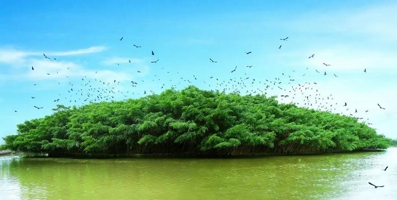 每天黃昏時份,位於新會的小鳥天堂國家濕地公園,就會出現萬千鳥兒盤旋飛翔在大榕樹上空,場面壯觀。(圖片來源:新會區人民政府網站)