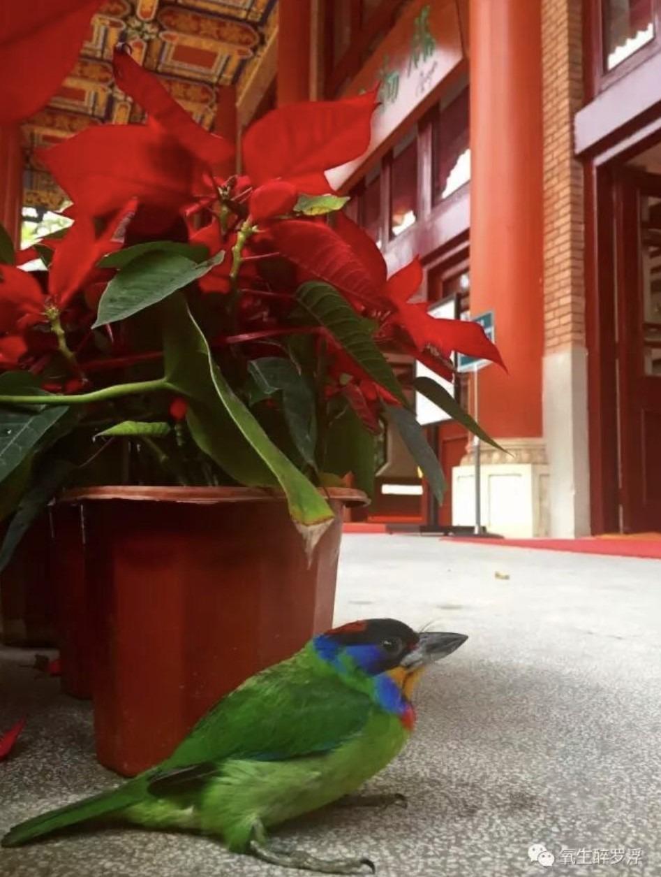 今年3月底,一隻珍稀的五色鳥出現在羅浮山葛洪博物館門前。(圖片來源:惠州文體旅遊發布)