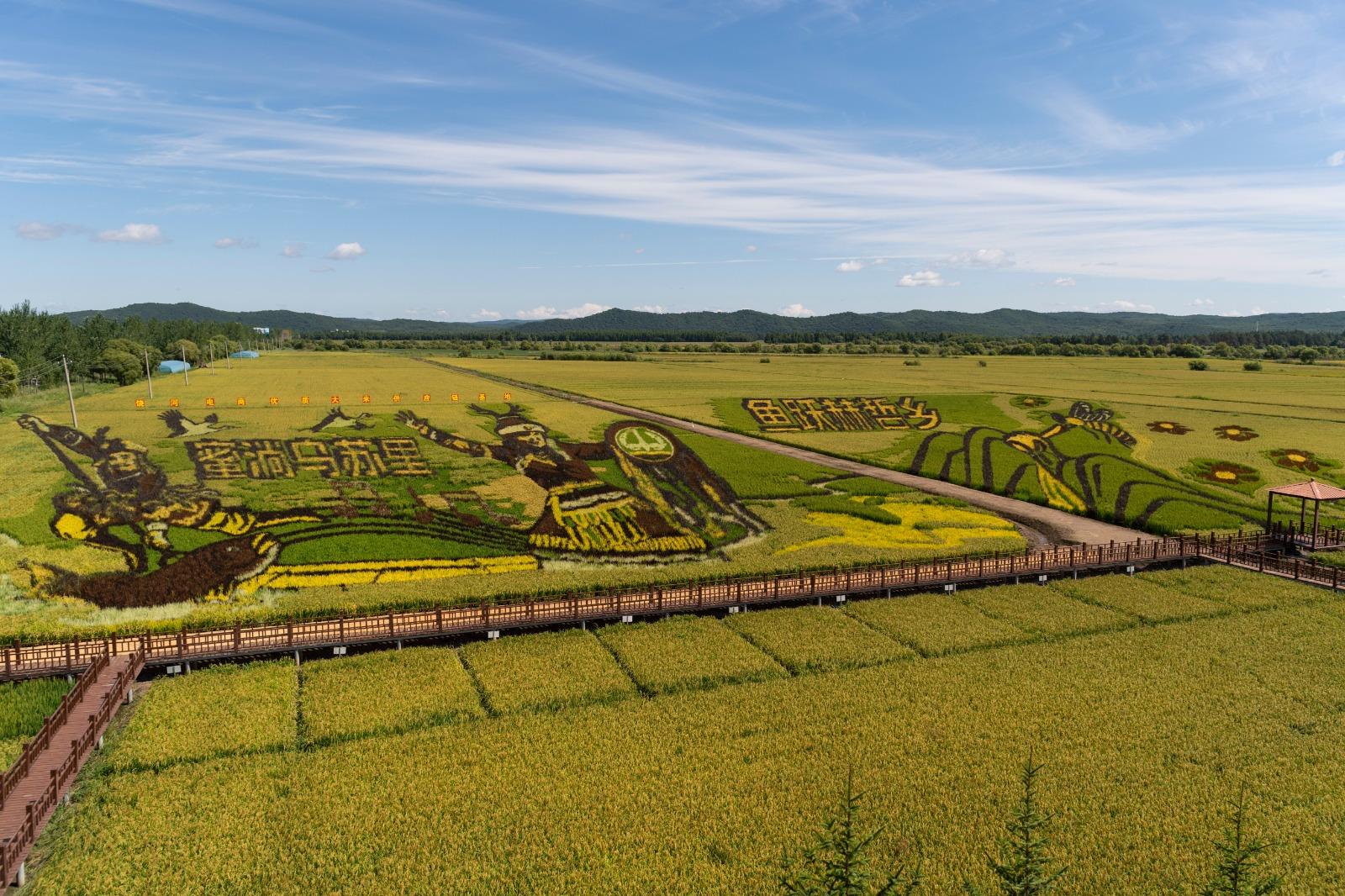 聯合國非物質文化遺產︱位於四排赫哲族鄉的赫哲文化主題的稻田畫。(新華社資料圖片)